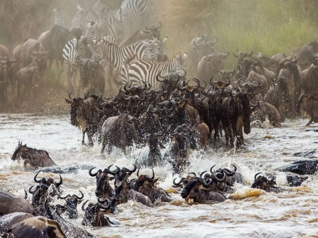 Wildebeest-Migration-Safaris