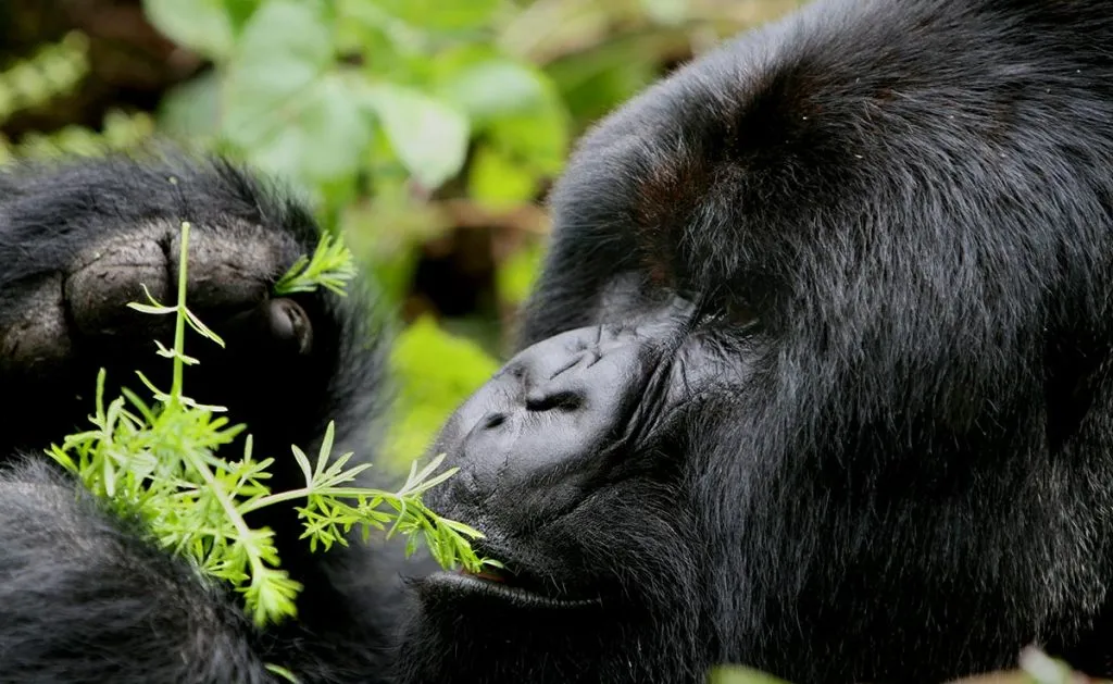 gorilla-uganda