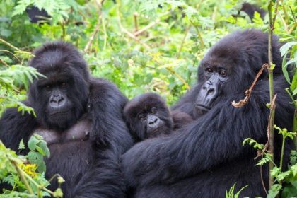 GORILLAS IN UGANDA