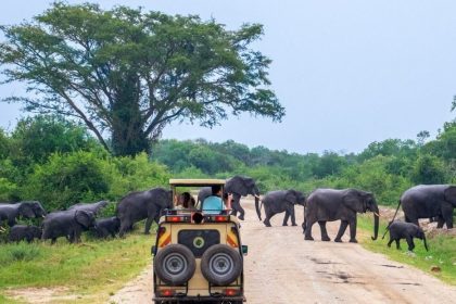 Game-Drive-in-Murchison-Falls-National-Park-jeresh african safaris