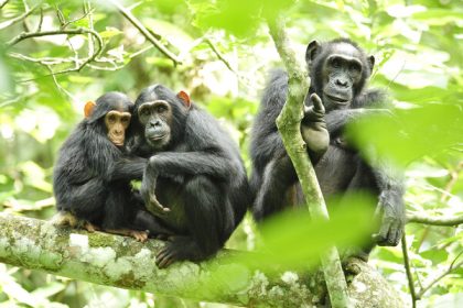 chimpanzee in trees