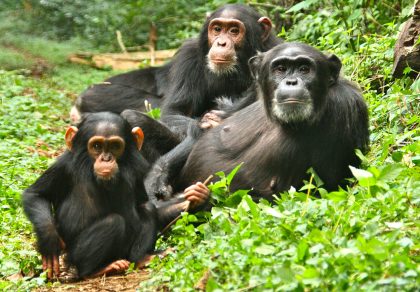 chimpanzees-kibale-forest-jeresh-african-safaris