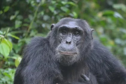 chimps-trek-uganda-jas