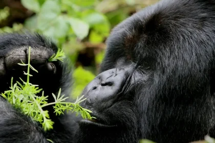 gorilla-uganda