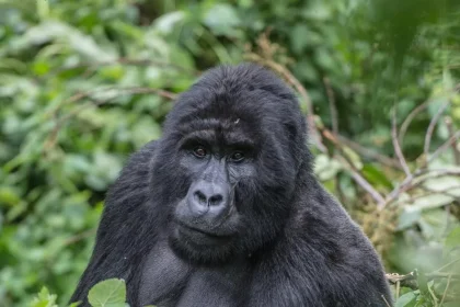 gorilla_trekking_uganda.webp