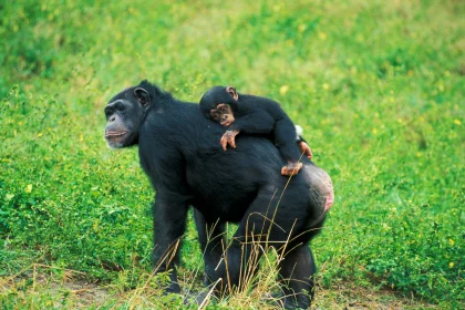 jeresh african safaris_chimpanzee