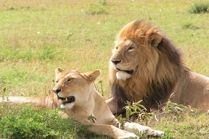 lions-in-Uganda.webp