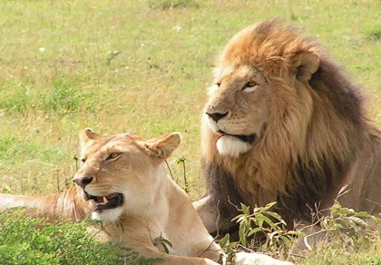 lions in uganda