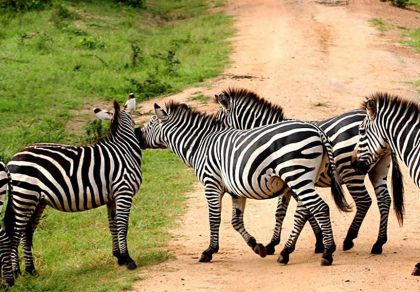 zebras in kidepo np